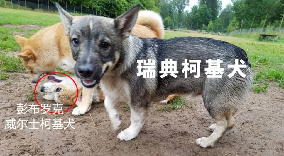 瑞典柯基犬宠物美图