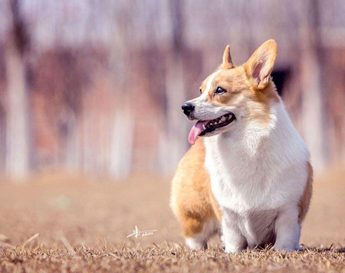 瑞典柯基犬宠物美图