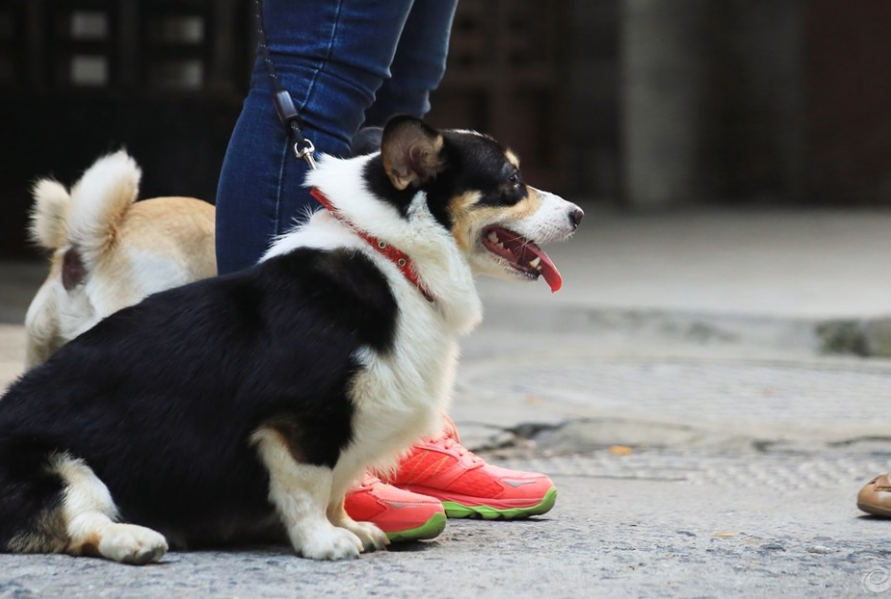 瑞典柯基犬宠物美图