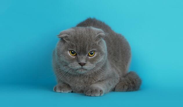 26毛色: 其他猫咪品种: 苏格兰折耳猫颜色分类: 蓝色宠物毛长: 短毛