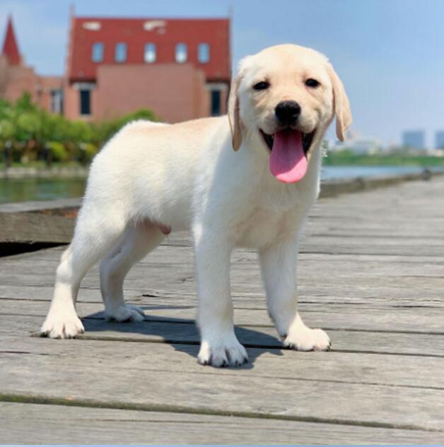 白色的狗品种大型犬图片