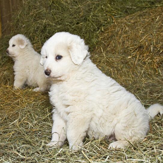 小白熊犬幼年图片