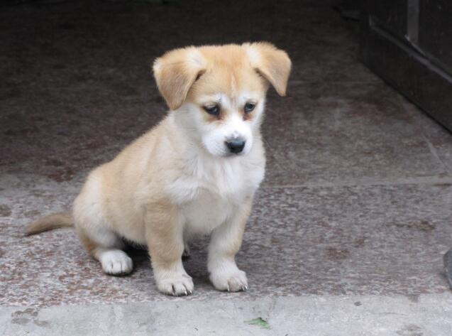 中華田園犬家養幼犬幼崽幼狗小狗串串狗土狗黑白花黃