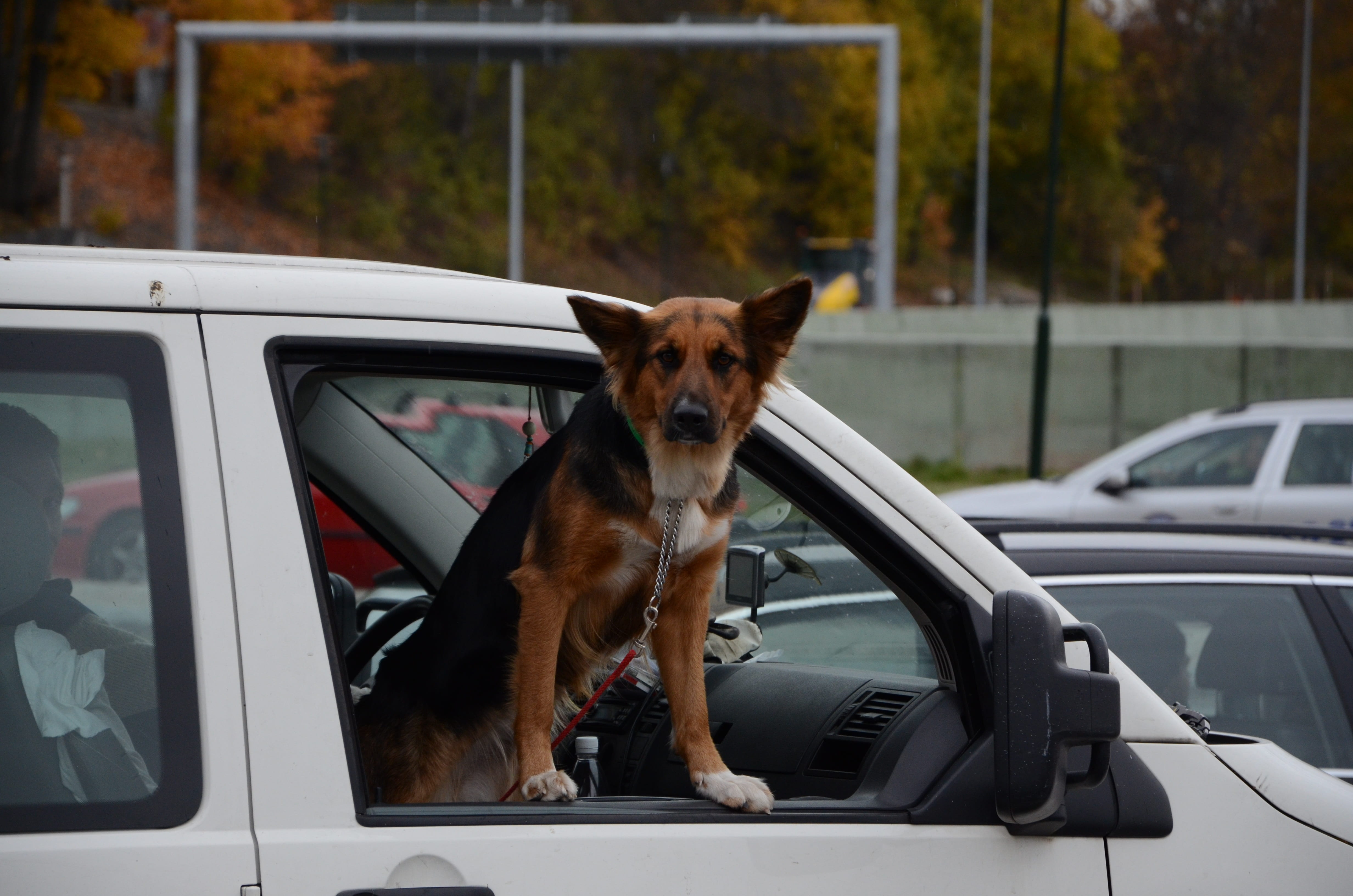 狗狗乘车必知5件事坐哪个位才最安全？