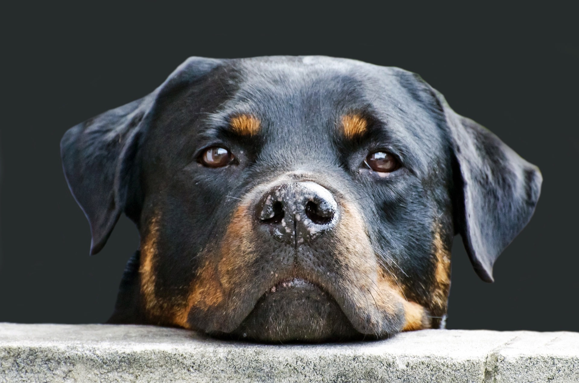 dog-face-animal-rottweiler-86ae72cd1e63cb3db5262424839619cc.jpg