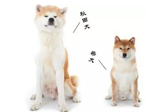秋田和柴犬是不是一个狗，长得很像，为什么有两个名字 