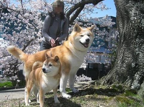 秋田和柴犬是不是一个狗 长得很像 为什么有两个名字 看宠 买宠 养宠都回宠物之家