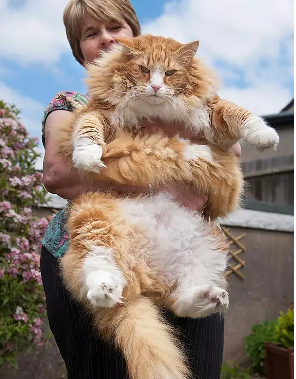 体型最大的猫图片