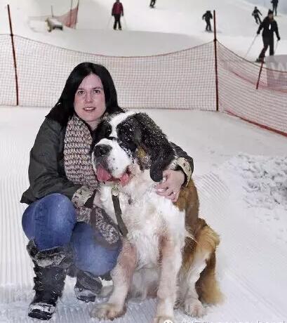 狗狗去世前最后一次滑雪