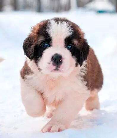 雪山救援犬圣伯纳图片