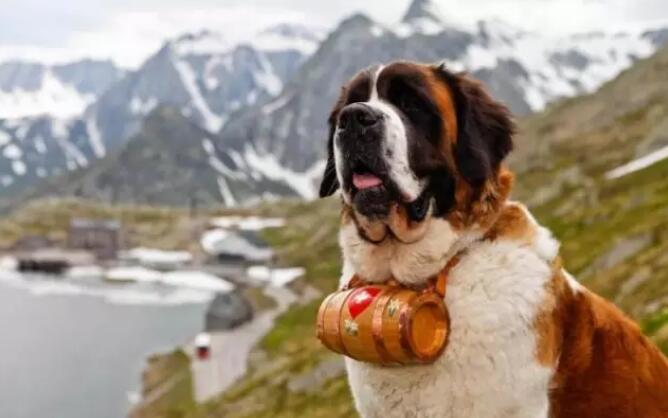 瑞士国宝——圣伯纳犬