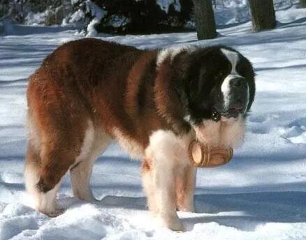 圣伯纳犬酒桶图片