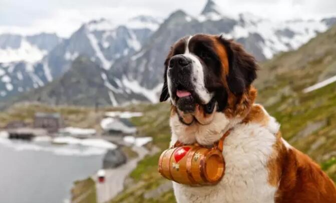 挂着瑞士小木桶的圣伯纳犬