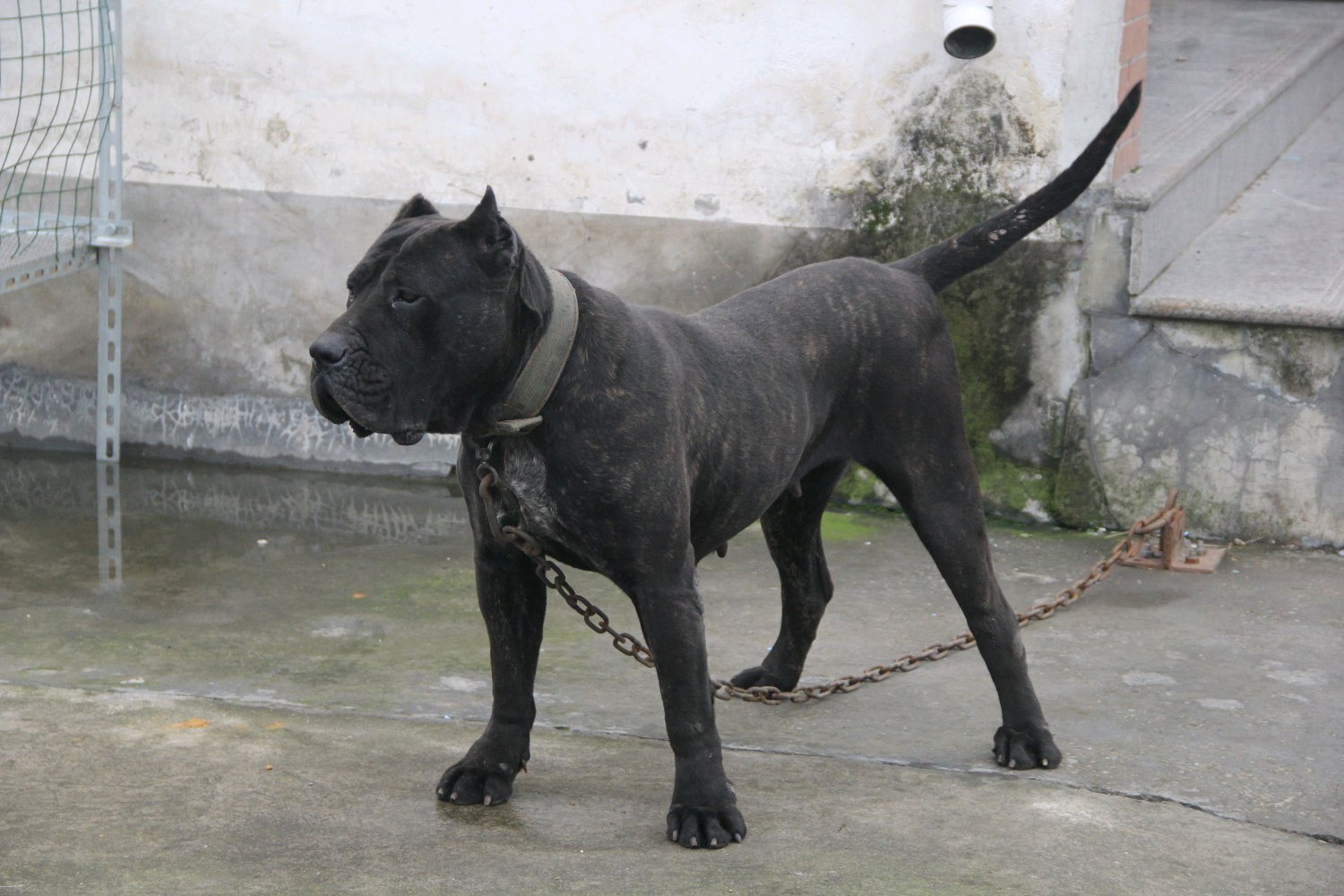加纳利犬图图片