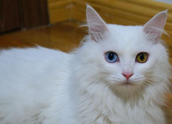 此猫高贵得像波斯猫但竟然是中华田园猫，相信很多人都没猜到！