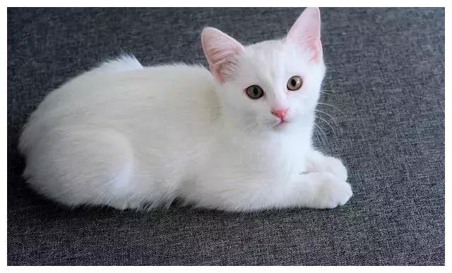 中华田园猫五大品种，可惜国内养的不多，在国外竟卖到一万多?