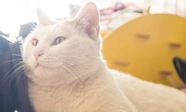 中华田园猫PK品种猫：好养活和颜值高，你会选择哪一个？