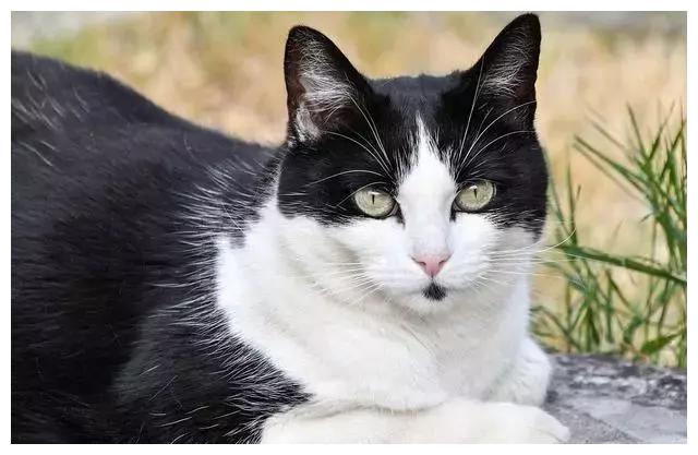 中华田园猫五大品种，可惜国内养的不多，在国外竟卖到一万多?