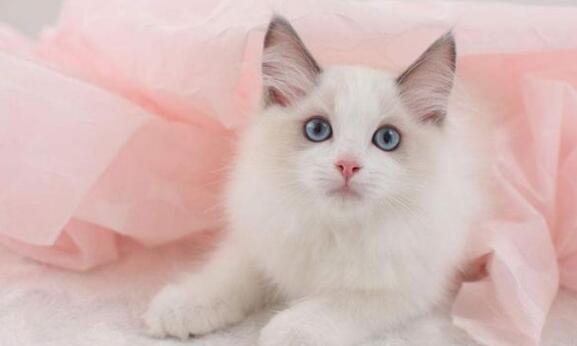 中华田园猫PK品种猫：好养活和颜值高，你会选择哪一个？