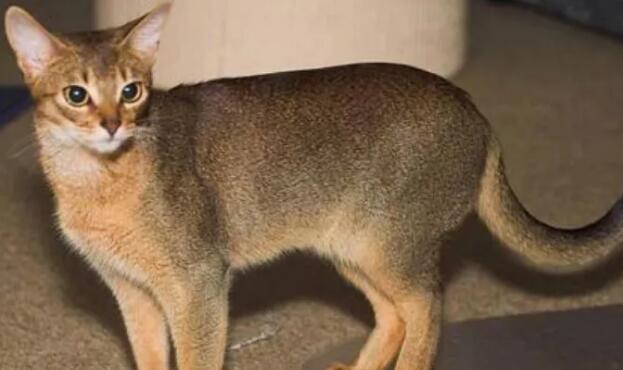 了解阿比西尼亚猫的性格和特点