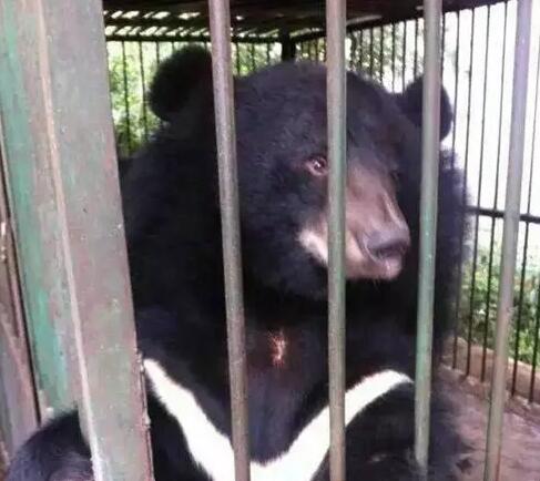 藏獒”养1年后“变”黑熊
