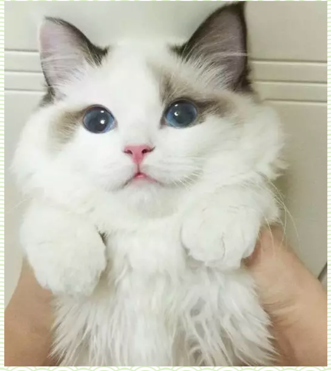 最可爱最萌的猫咪品种