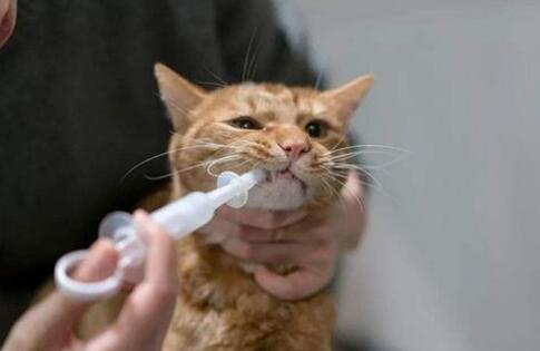 养宠知识：矮脚猫猫鼻支鼻子什么时候能通气  