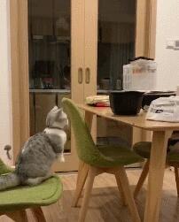 矮脚猫想吃桌上的美食，起跳时却栽了个跟头，真是腿到用处方恨短