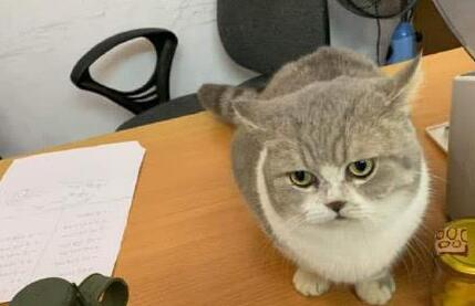 带猫咪到公司上班