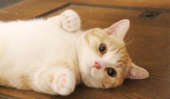 世界上最会交际的猫，猫界短腿曼康基矮脚猫，却天生缺陷不被认可