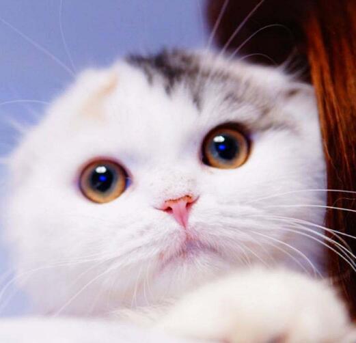 还有哪些猫咪的美貌，可以和“仙女”布偶猫媲美呢？
