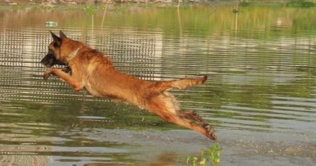 如何正确引导马犬去学习游泳