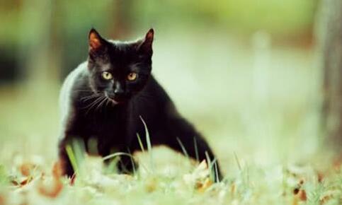 黑色孟买猫充满神秘感，高贵优雅是它的样子，活泼好动是它的性格