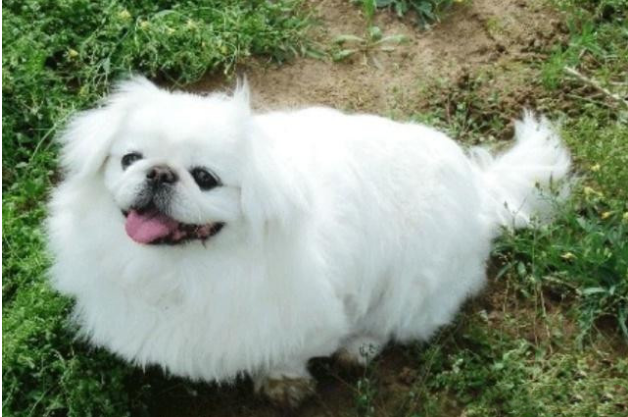 最长寿命的狗狗，京巴名列其中