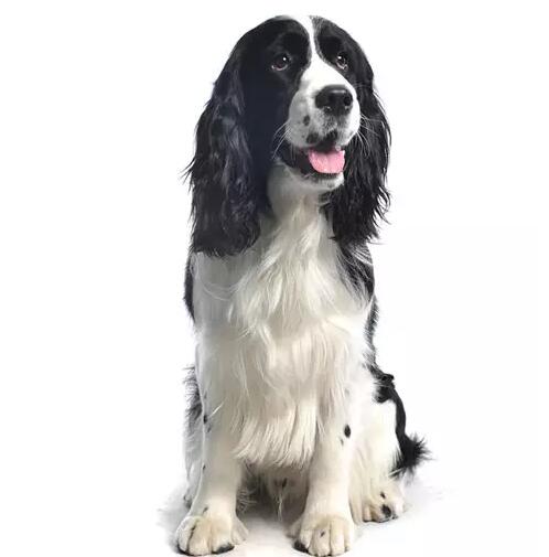 犬种标准breed standard整体外观史宾格身躯紧凑,断尾