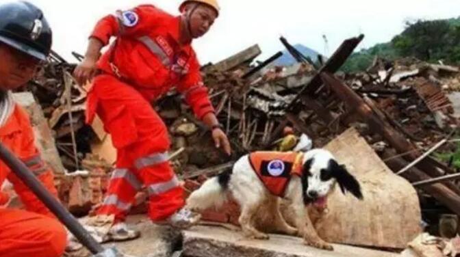17万美元的地震搜救犬“史宾格犬”高强度工作4天 找到7名遇难者后累倒