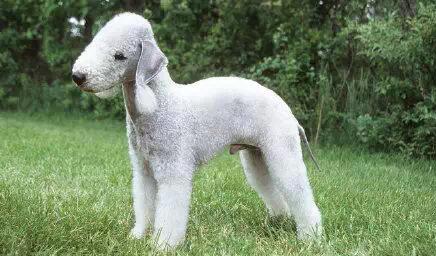 贝灵顿梗犬，一条披着羊皮的狗
