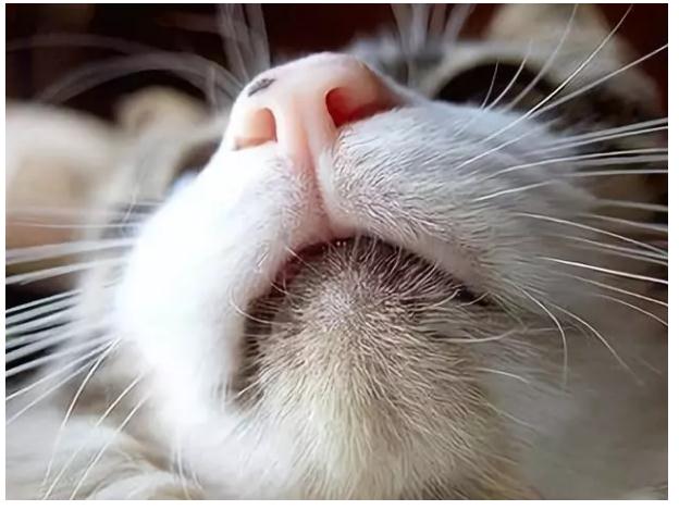 猫咪的耳道你清洁的方式对吗？