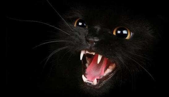 它是猫中的“暗夜精灵”，却常常被人们误解，网友：看着像小黑豹