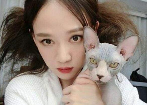 陈乔恩都爱不释手的猫，竟号称猫界的爱因斯坦，网友：美女配丑猫