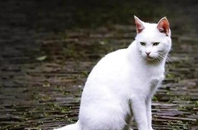 纯白色的中华田园猫