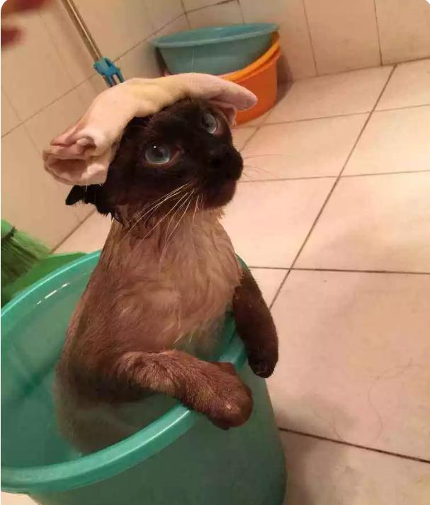 暹罗猫洗澡记