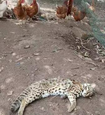 鸡场惊现罕见豹猫，结果…