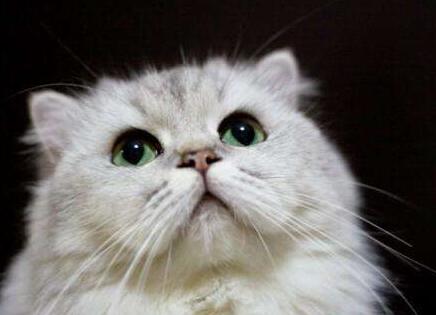 金吉拉猫老是喜欢舔人是为什么？