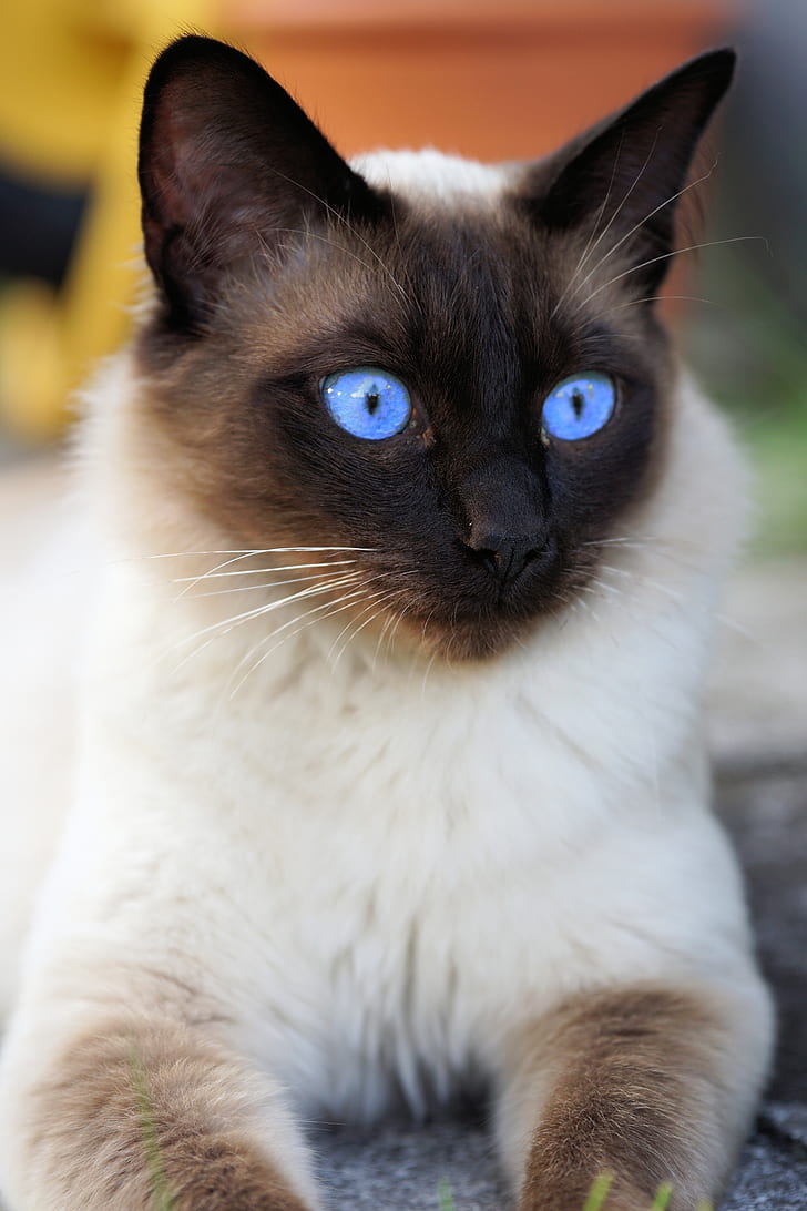蓝眼睛的暹罗喵喵