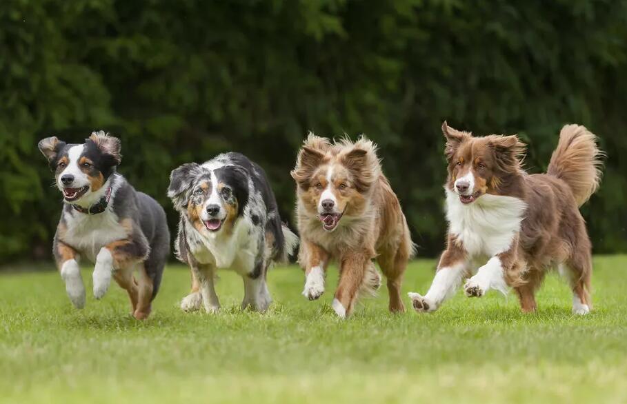 哪种犬种能量最多？来看看这10种狗狗是不是？
