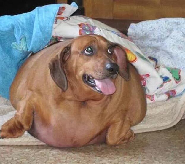 那只世界上最肥的腊肠犬都减肥成功了.你还好意思吃吃吃？