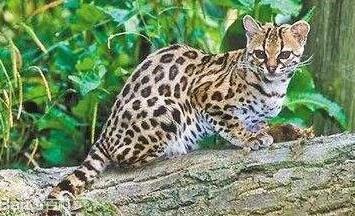 豹猫栖息环境和习性