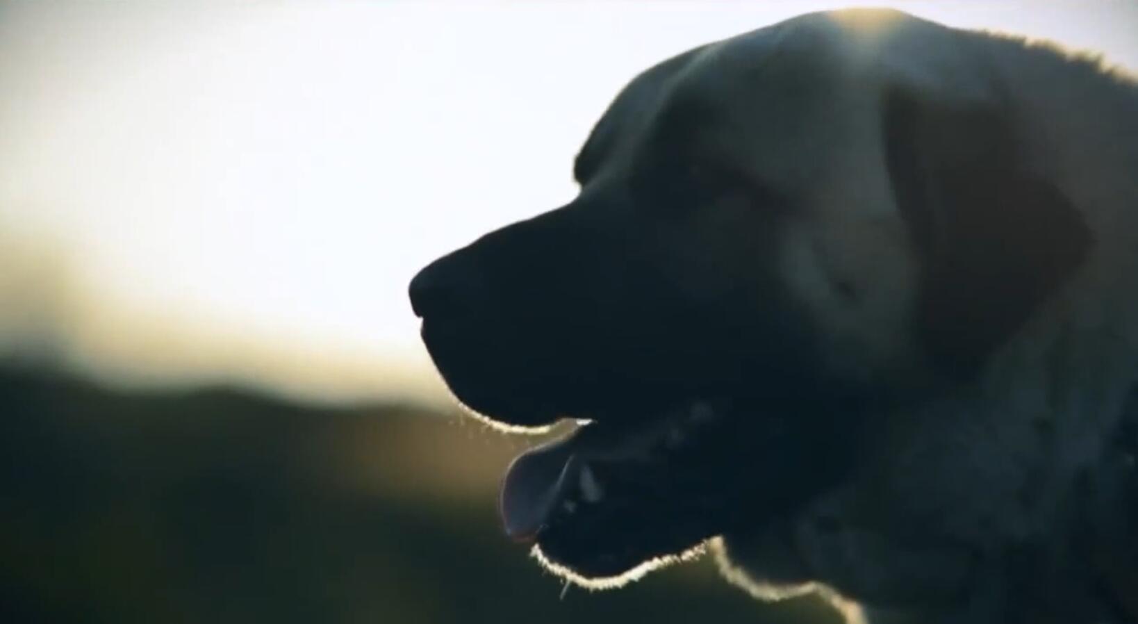 世界十大最称职最勇猛的护卫犬