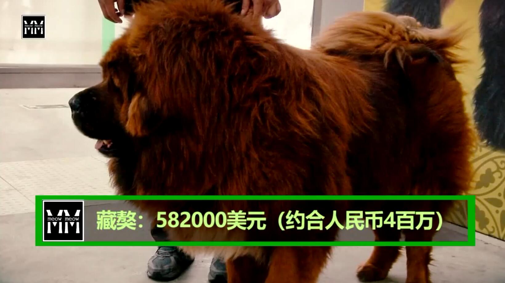 世界上10大最贵的动物